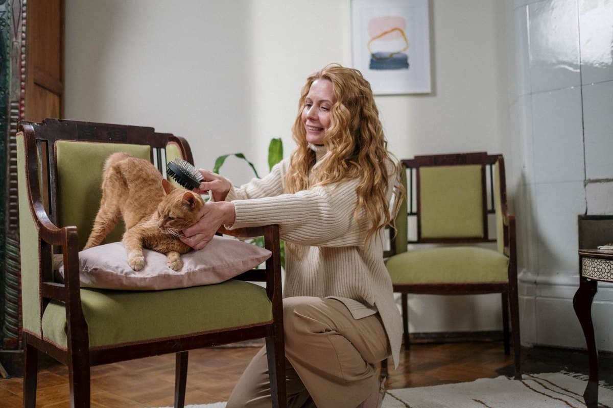 Wartezeiten Katzenversicherung: Übersicht & Tipps – go4vet