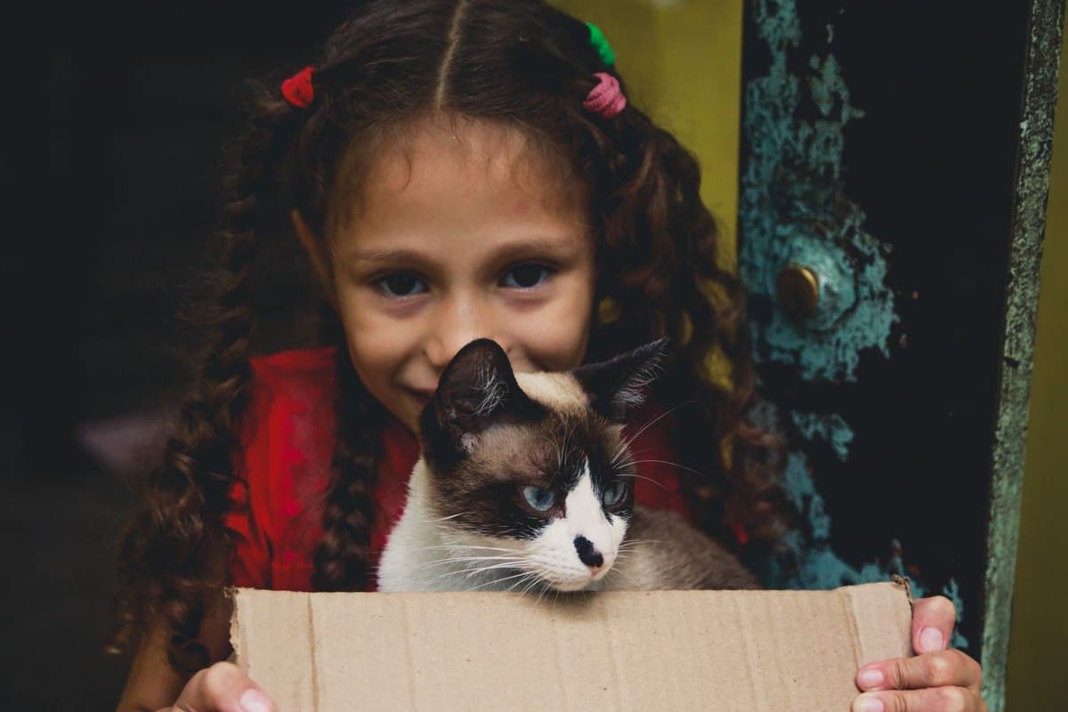 Wartezeiten Katzenversicherung: Übersicht & Tipps – go4vet