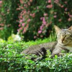 Warum mag mich meine Katze nicht mehr?