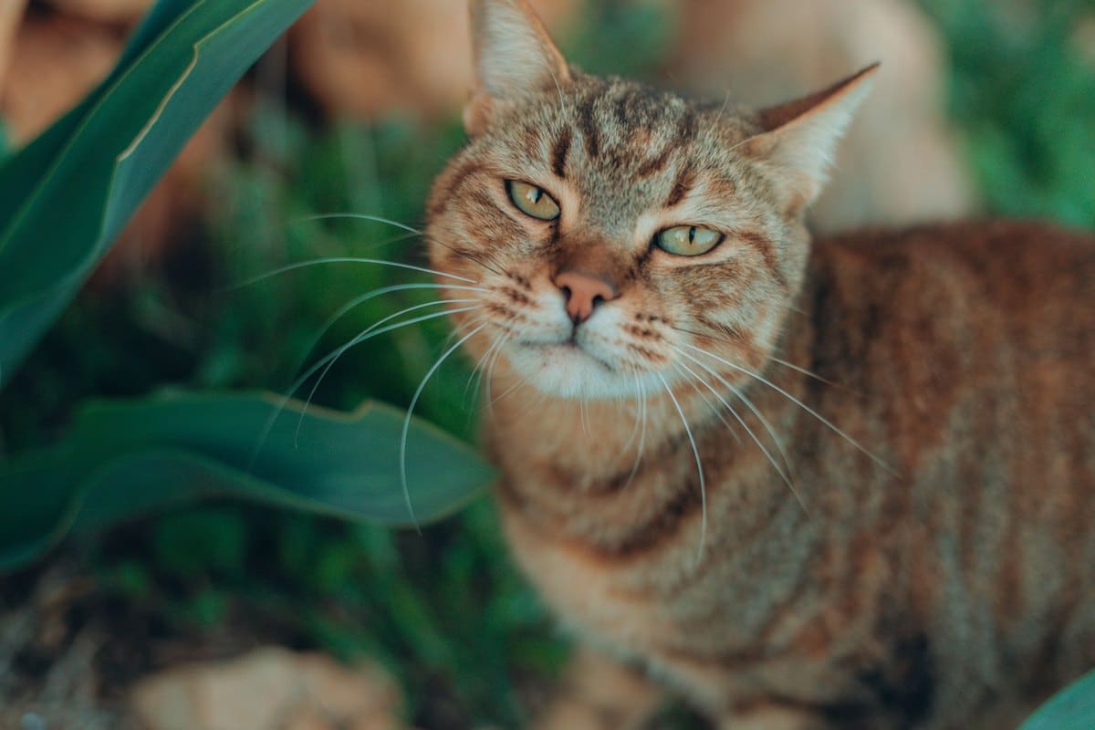 Warum mag mich meine Katze nicht mehr? – go4vet