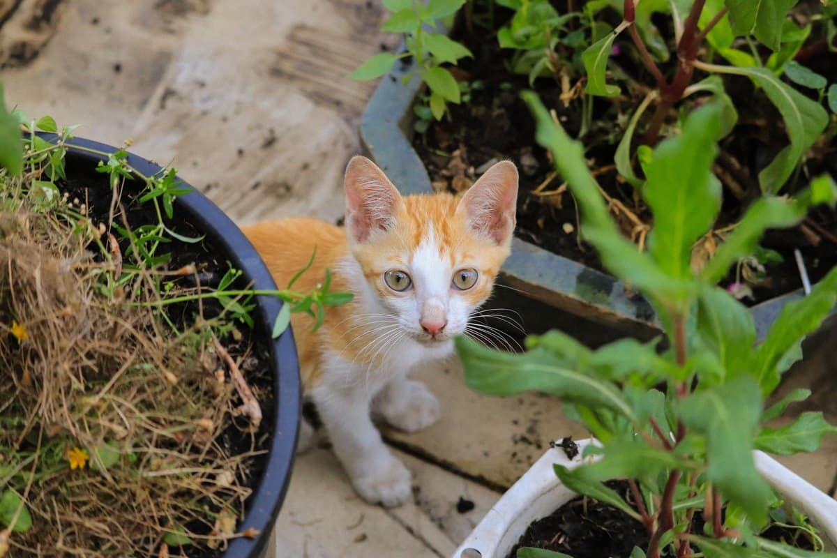 Warum mag mich meine Katze nicht mehr? – go4vet