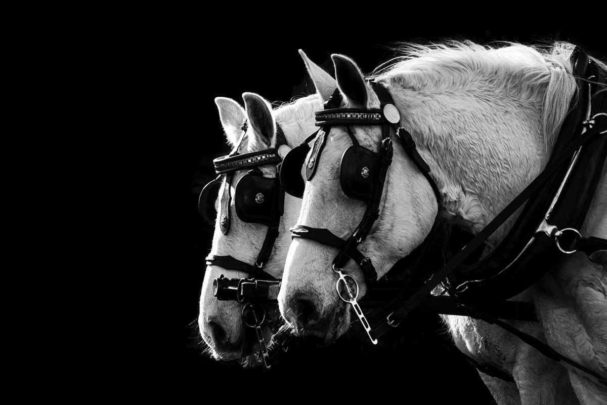 Was ist das teuerstes Pferd? – go4vet