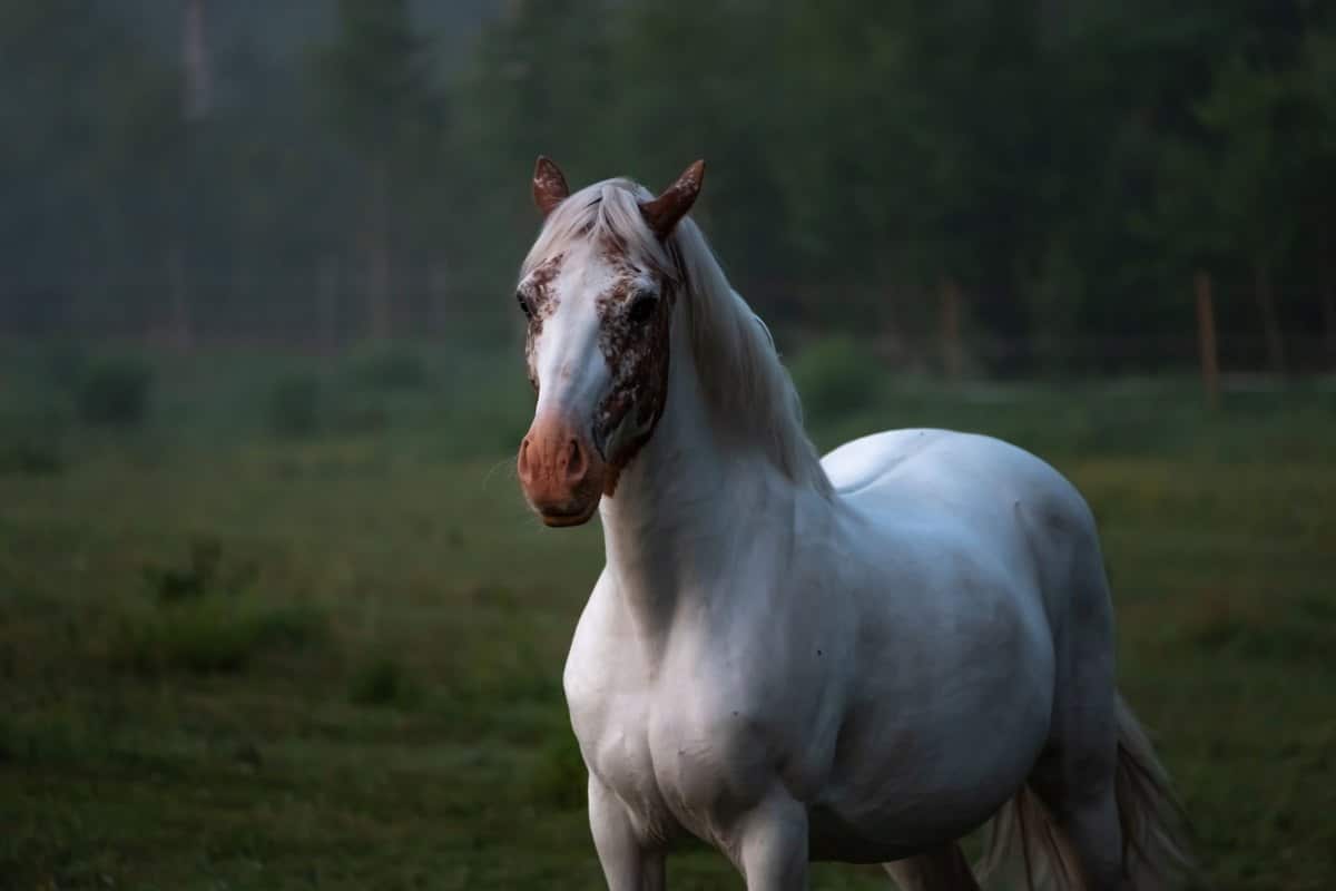 Was ist das teuerstes Pferd? – go4vet