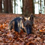 Was kostet ein Hund im Monat? Alle Kosten auf einen Blick