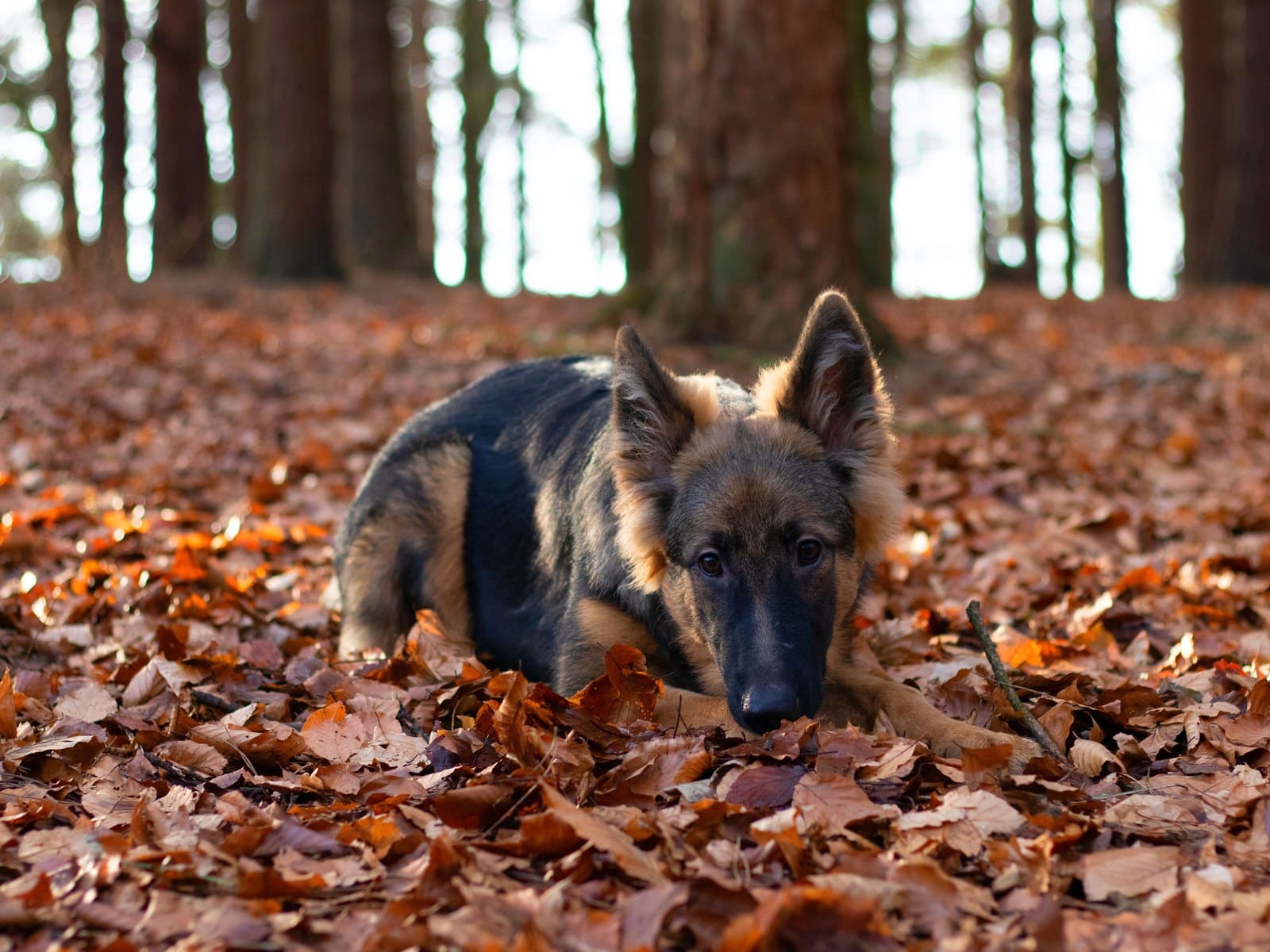 Was kostet ein Hund im Monat? Alle Kosten auf einen Blick