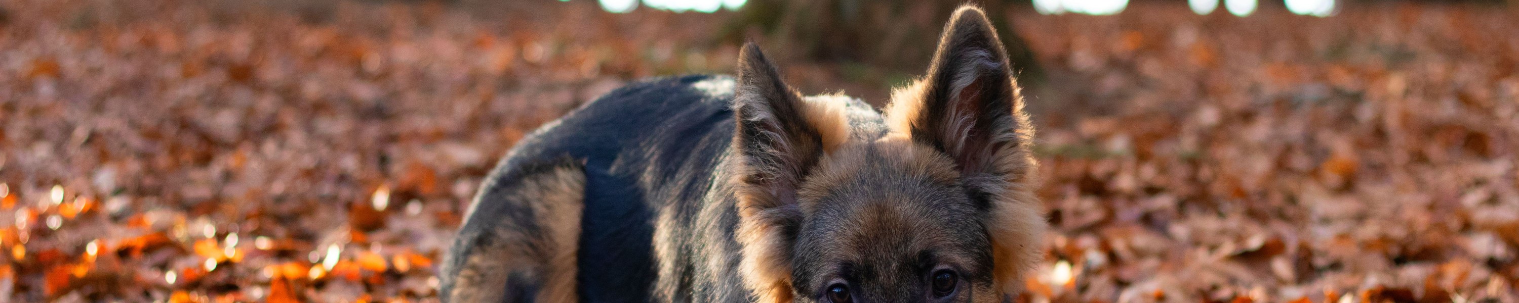 Was kostet ein Hund im Monat? Alle Kosten auf einen Blick