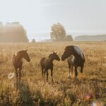 Was kostet ein Pferd?