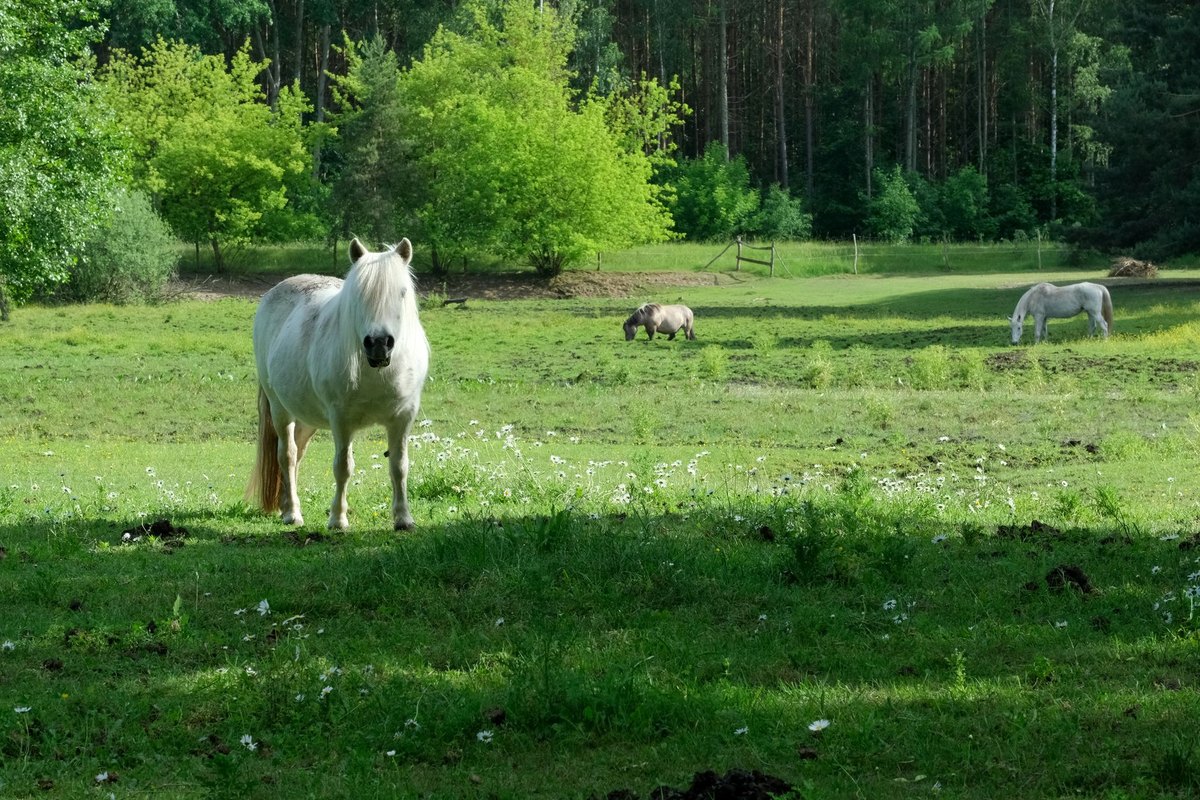 Was kostet ein Pferd? – go4vet