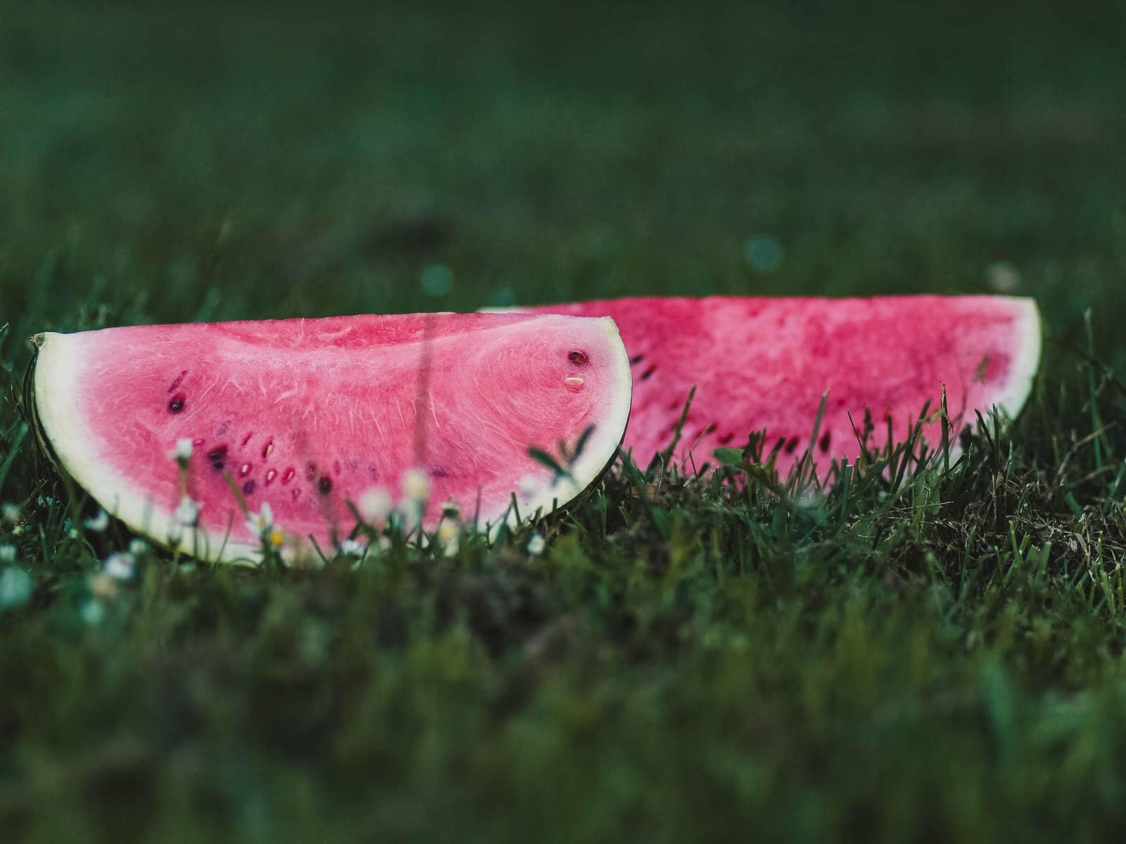 Dürfen Hunde Wassermelone essen? Erfrischend und sicher!