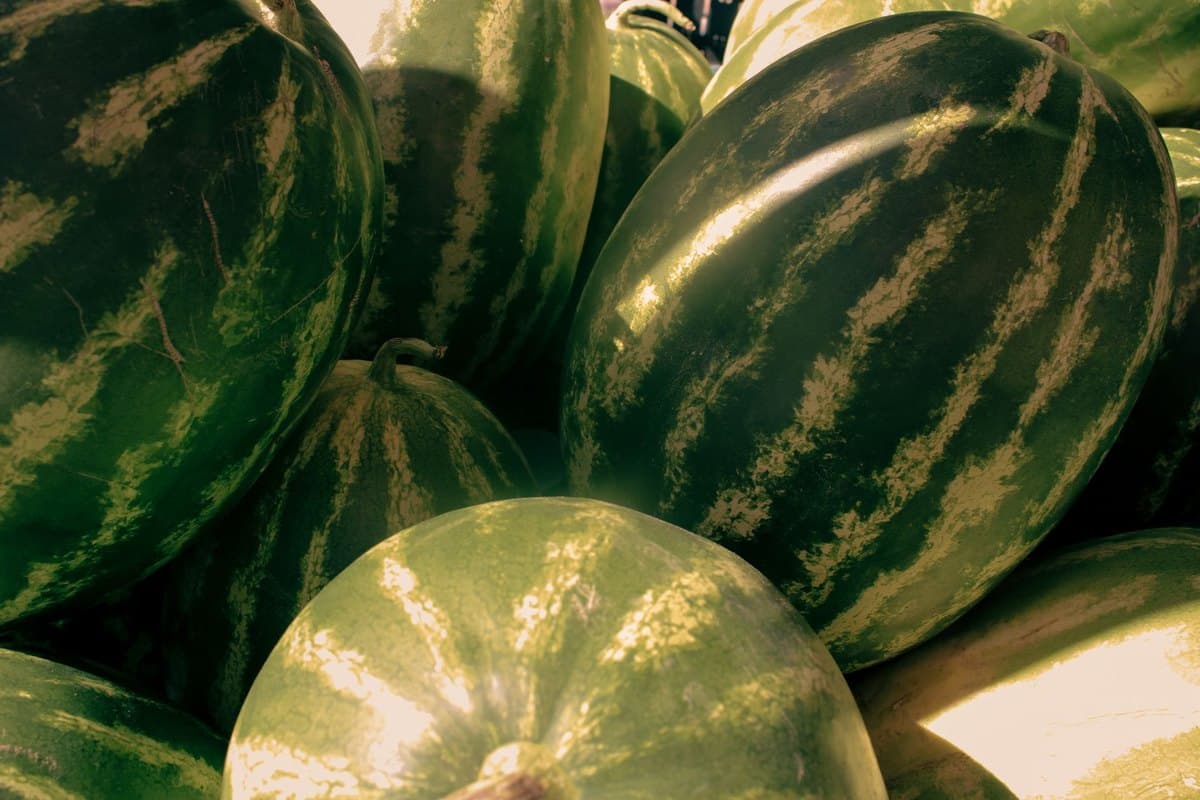 Dürfen Katzen Wassermelone essen? Erfrischend und sicher! – go4vet