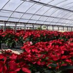 Weihnachtsstern giftig: Poinsettie für Haustiere?