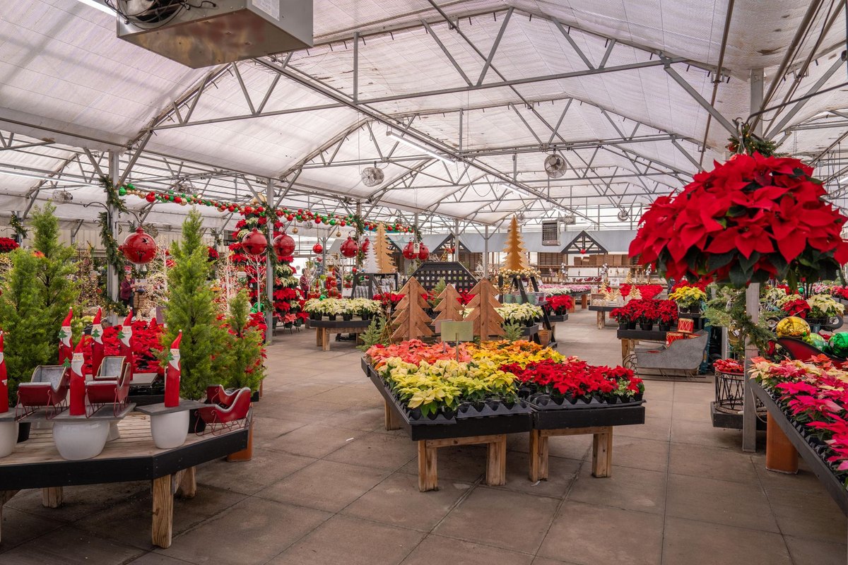 Weihnachtsstern giftig: Poinsettie für Haustiere? – go4vet