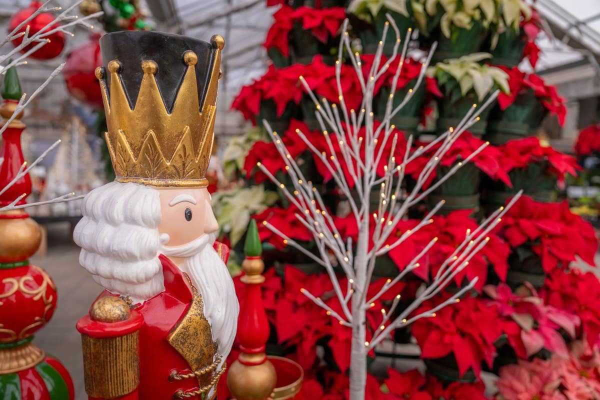 Weihnachtsstern giftig: Poinsettie für Haustiere? – go4vet