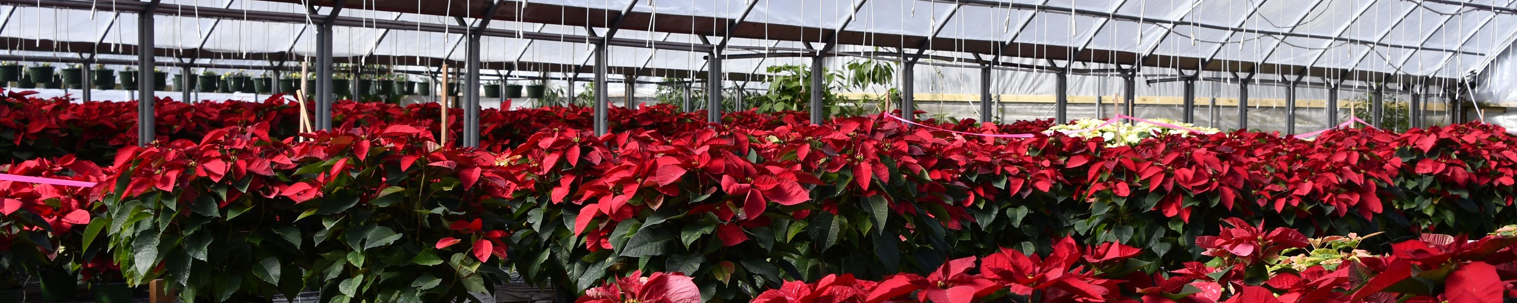 Weihnachtsstern giftig: Poinsettie für Haustiere?