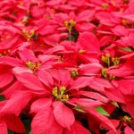 Weihnachtsstern giftig: Poinsettie für Haustiere?