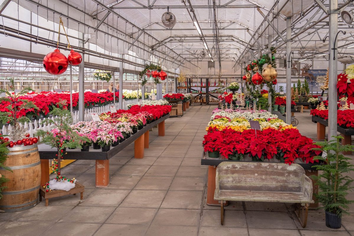 Weihnachtsstern giftig: Poinsettie für Haustiere? – go4vet
