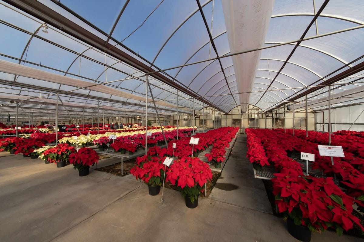 Weihnachtsstern giftig: Poinsettie für Haustiere? – go4vet