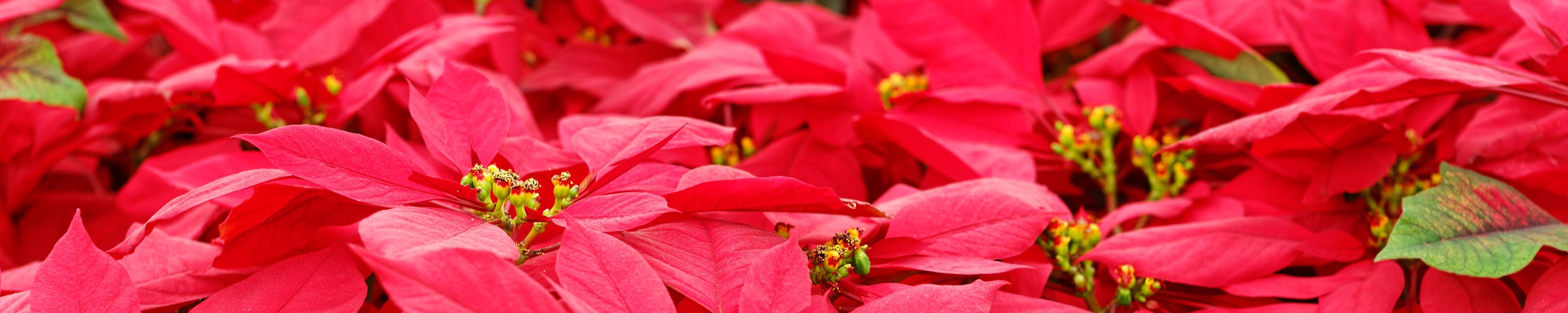 Weihnachtsstern giftig: Poinsettie für Haustiere?