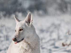 Weißer Schweizer Schäferhund