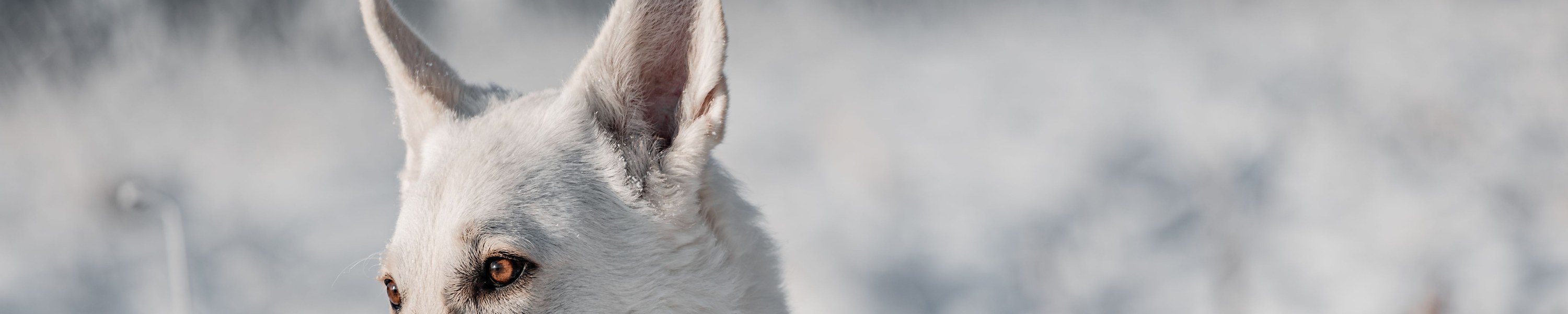 Weißer Schweizer Schäferhund