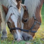 Welches Pferd passt zu mir? Auswahlhilfe für Reiter