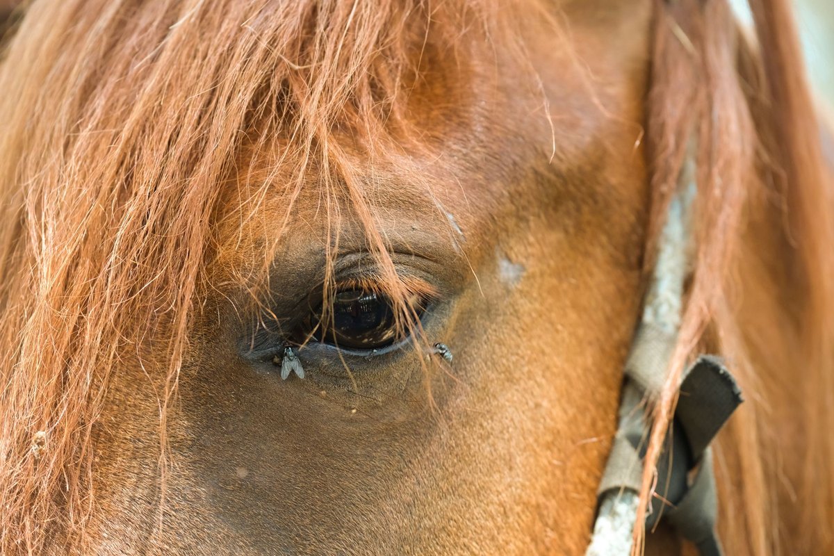 Welches Pferd passt zu mir? Auswahlhilfe für Reiter – go4vet