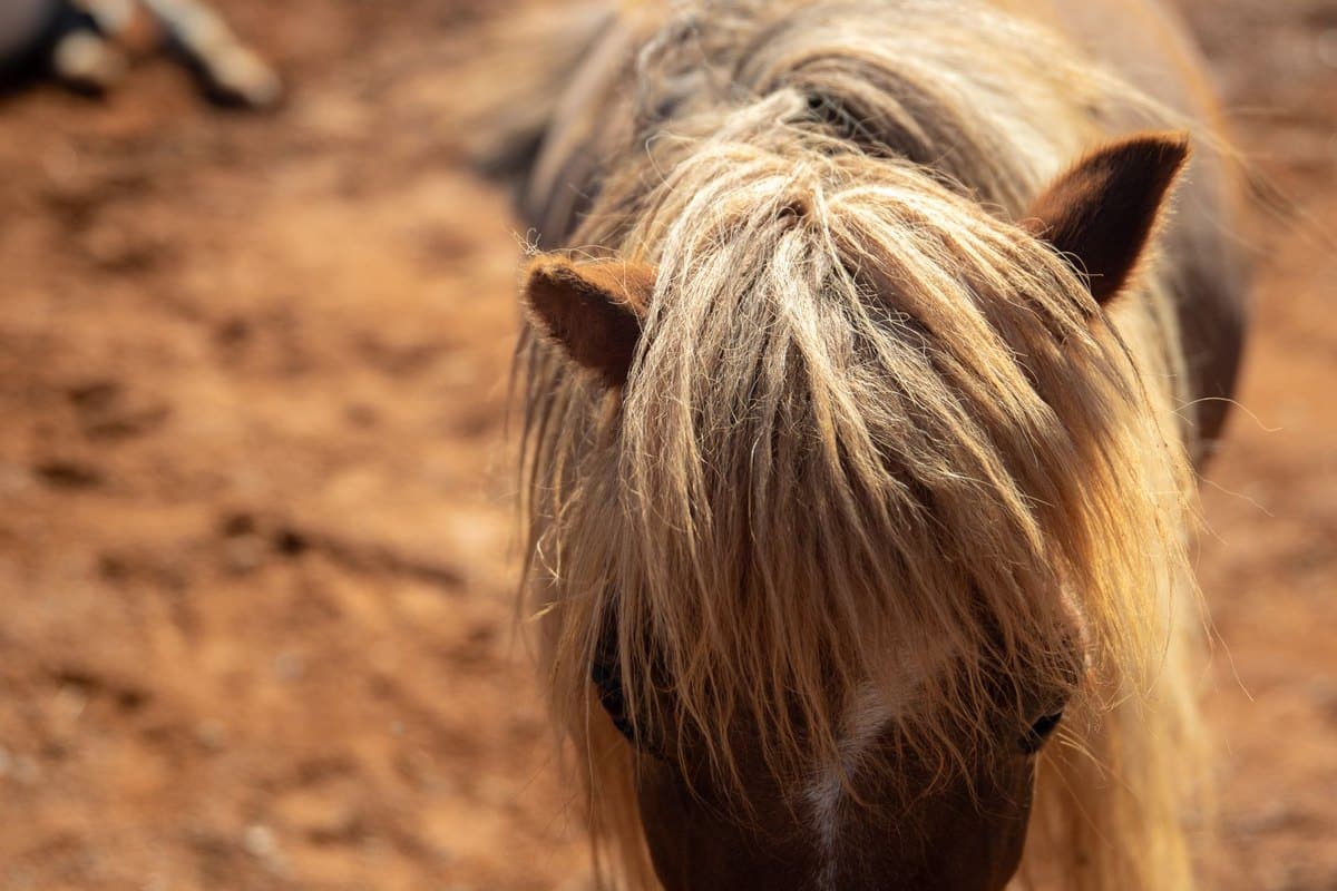 Welches Pferd passt zu mir? Auswahlhilfe für Reiter – go4vet