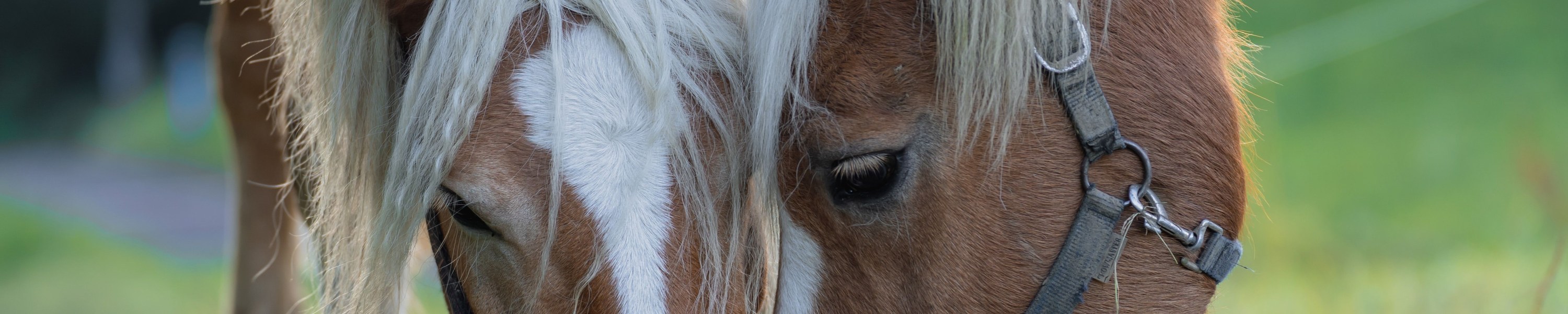 Welches Pferd passt zu mir? Auswahlhilfe für Reiter