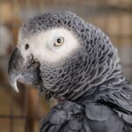 Wellensittich richtig halten: Das musst du als Halter wissen