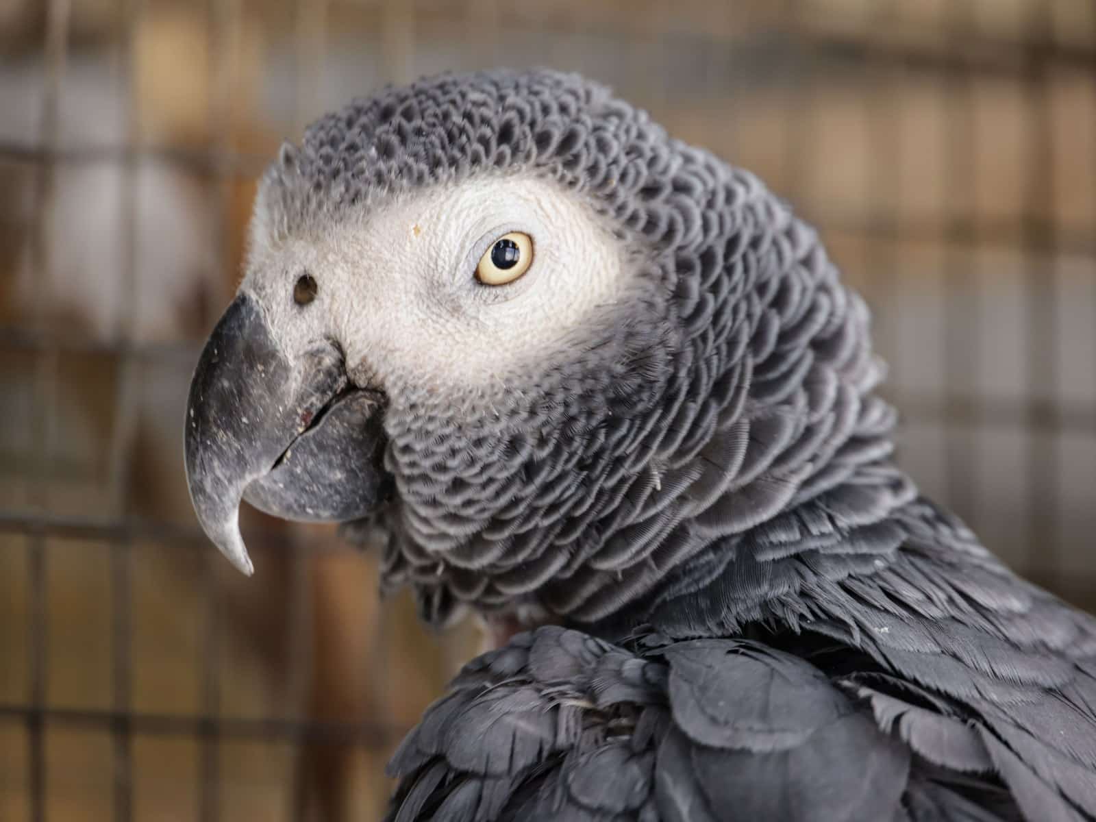 Wellensittich richtig halten: Das musst du als Halter wissen