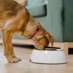 Welpen mit empfindlichem Magen oder Allergie-Verdacht: Futter-Strategie
