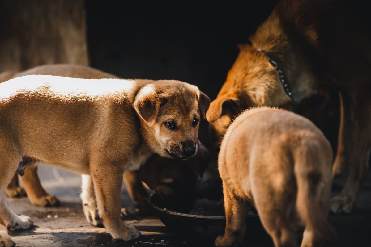 Welpen mit empfindlichem Magen oder Allergie-Verdacht: Futte – go4vet