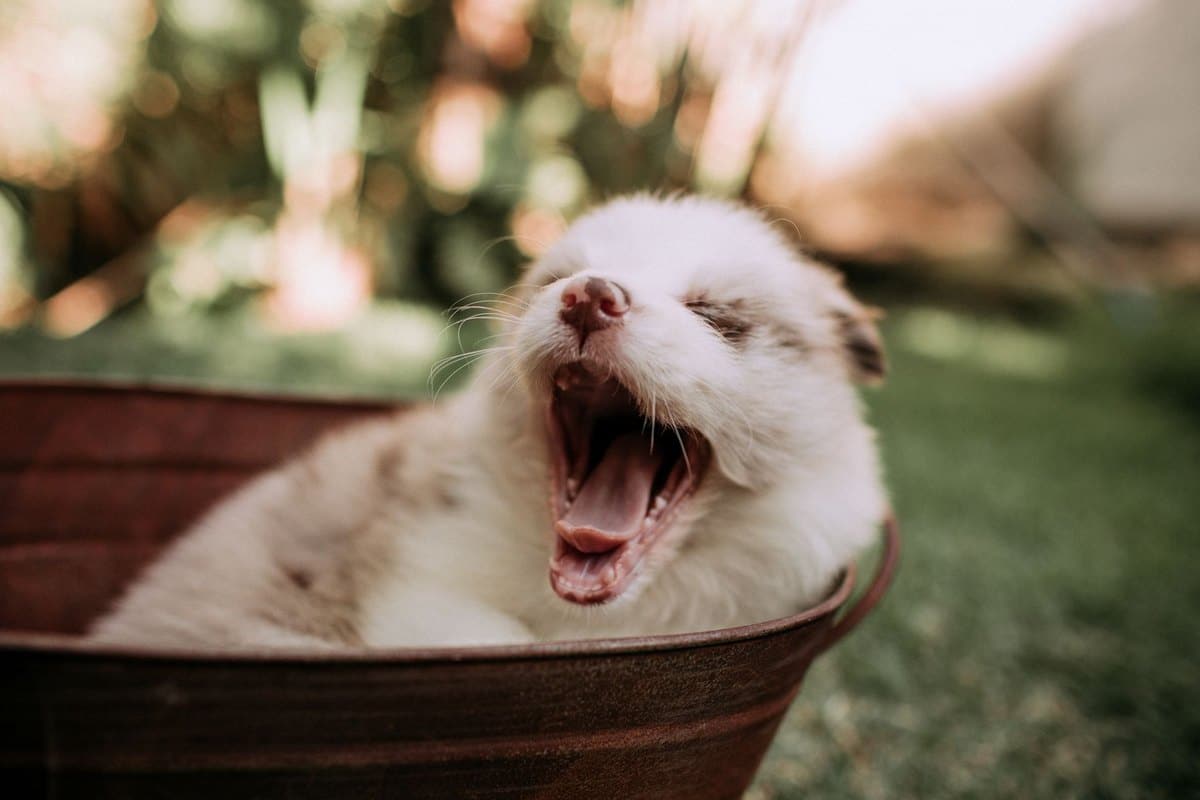 Welpen mit empfindlichem Magen oder Allergie-Verdacht: Futte – go4vet