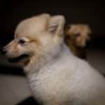 Welpe frisst nicht: Ursachen, Tipps und wann zum Tierarzt