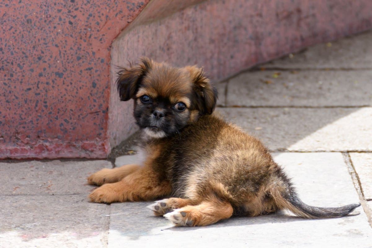 Welpe frisst nicht: Ursachen, Tipps und wann zum Tierarzt – go4vet