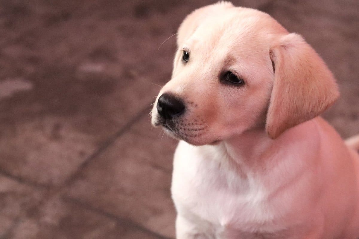 Welpe frisst nicht: Ursachen, Tipps und wann zum Tierarzt – go4vet