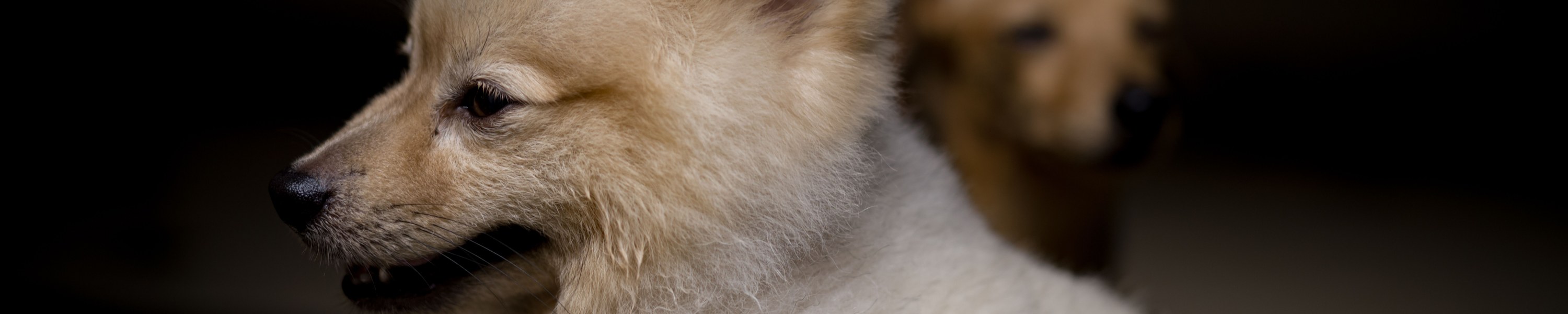 Welpe frisst nicht: Ursachen, Tipps und wann zum Tierarzt