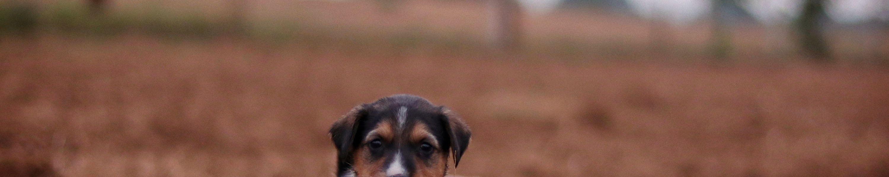 Welpe oder erwachsener Hund? Vor- und Nachteile im Vergleich