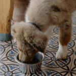 Wieviel Futter braucht mein Welpe? Tagesmenge berechnen