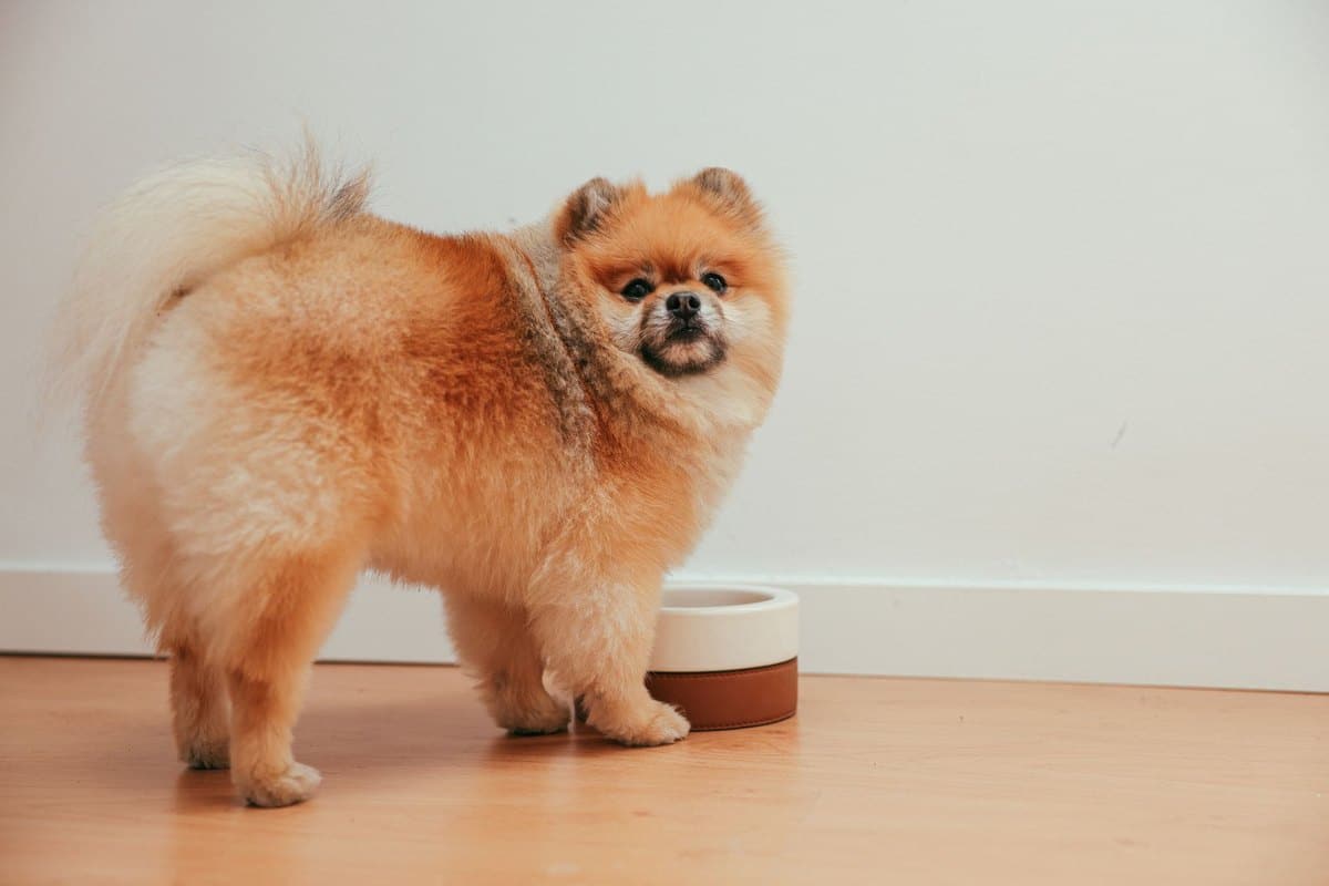 Wieviel Futter braucht mein Welpe? Tagesmenge berechnen – go4vet