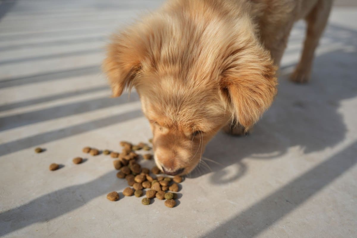 Wieviel Futter braucht mein Welpe? Tagesmenge berechnen – go4vet