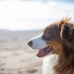 Welsh Springer Spaniel
