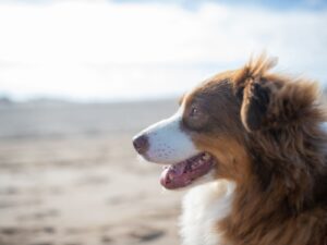 Welsh Springer Spaniel