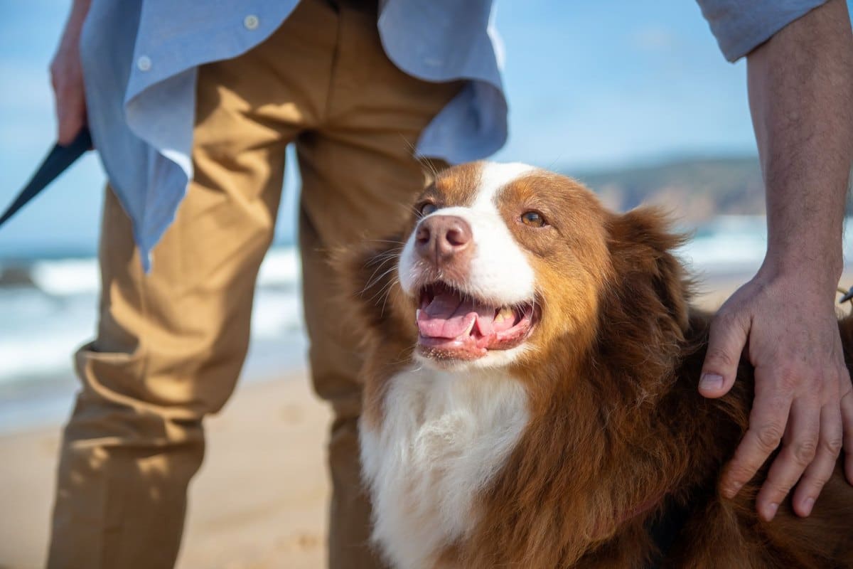 Welsh Springer Spaniel – go4vet