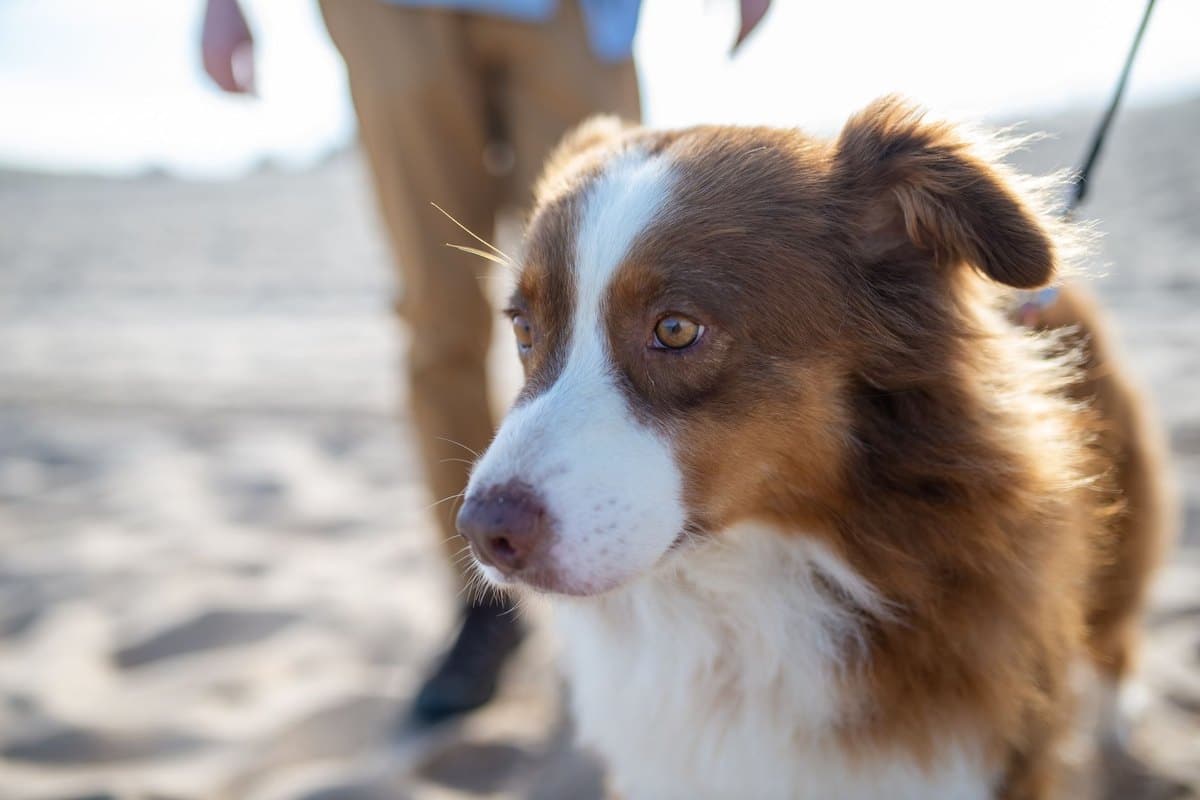 Welsh Springer Spaniel – go4vet