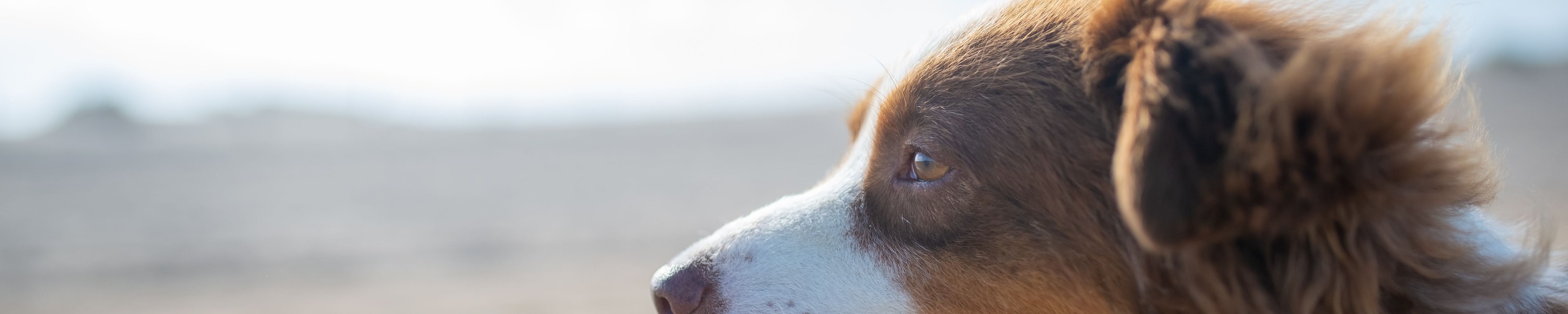 Welsh Springer Spaniel