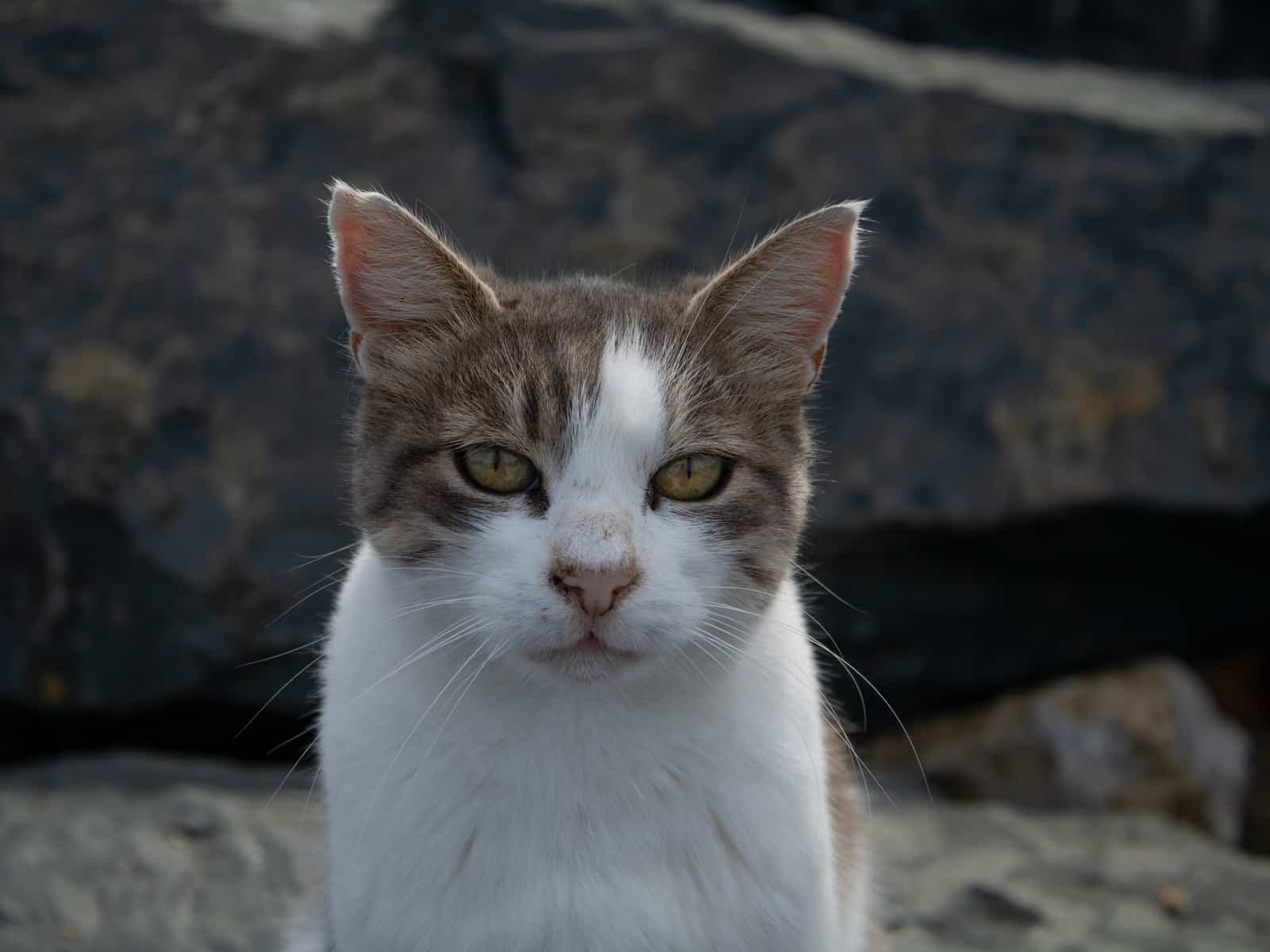 Wenn die Katze nachts den Schlaf stört