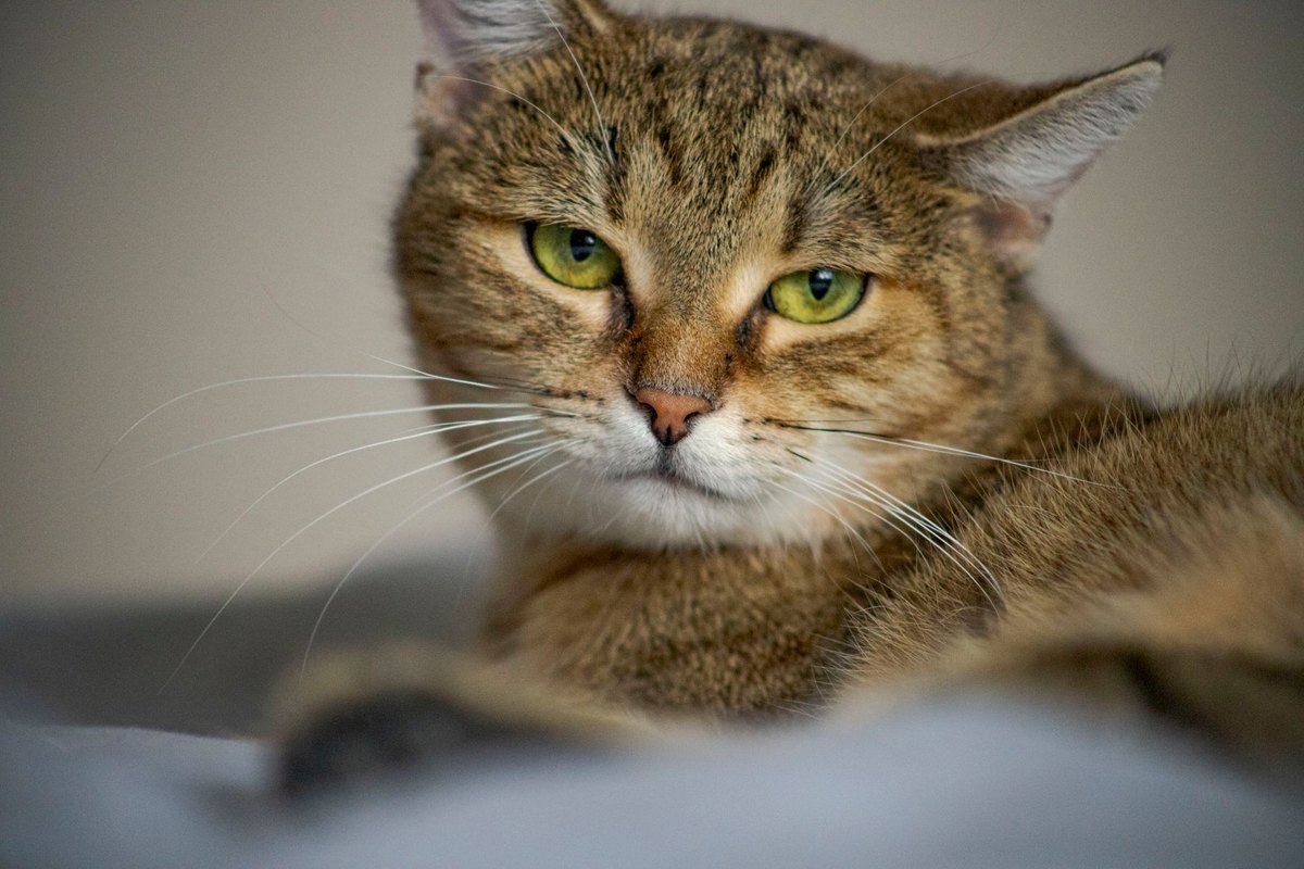 Wenn die Katze nachts den Schlaf stört – go4vet