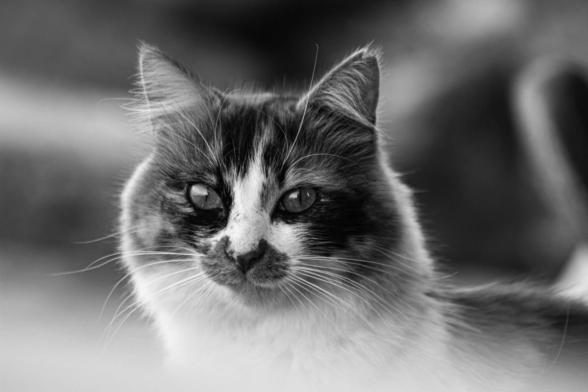 Wenn die Katze nachts den Schlaf stört – go4vet