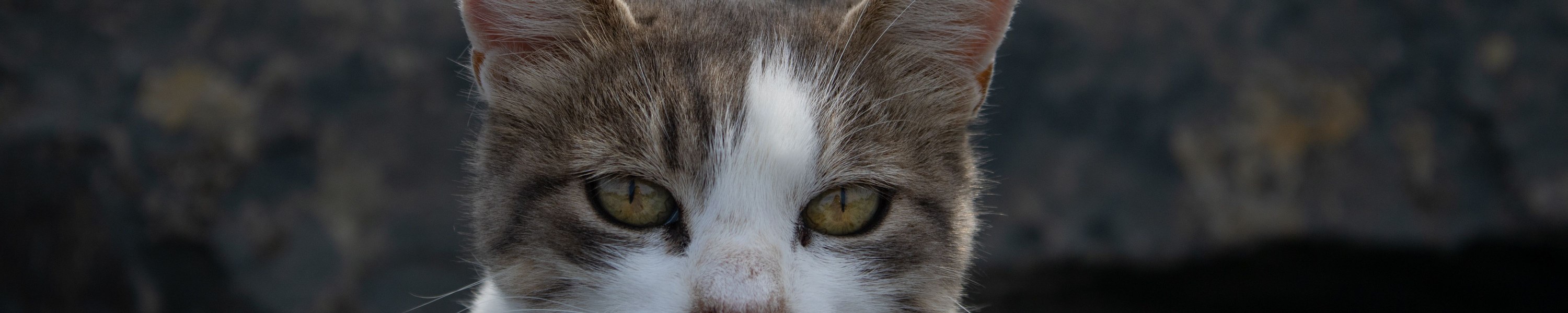 Wenn die Katze nachts den Schlaf stört